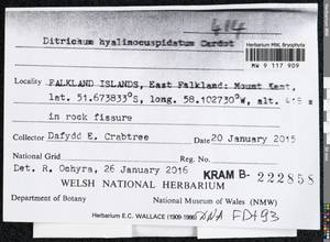 Ditrichum hyalinocuspidatum Cardot, Гербарий мохообразных, Мхи - Америка (BAm) (Фолклендские острова)