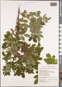 Rosa ×majorugosa Palmén & Hämet-Ahti, Восточная Европа, Северо-Западный район (E2) (Россия)