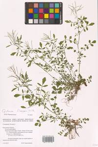 Сердечник извилистый With., Восточная Европа, Центральный район (E4) (Россия)