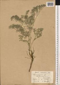 Жабрица извилистая L., Восточная Европа, Нижневолжский район (E9) (Россия)