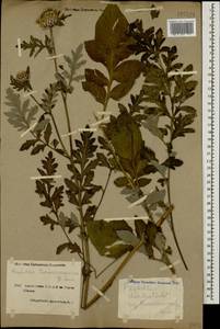 Псефеллюс закавказский Sosn., Кавказ, Армения (K5) (Армения)