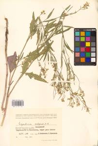 Гулявник волжский M.Bieb. ex E.Fourn., Восточная Европа (без точных пунктов) (E0)