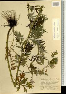 Artemisia brachyphylla Kitam., Монголия (MONG) (Монголия)