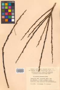 Ива кангинская Nakai, Сибирь, Дальний Восток (S6) (Россия)