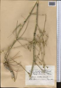 Жабрица пушистоголовая (Pall. ex Spreng.) Schischk., Средняя Азия и Казахстан, Прикаспийский Устюрт и Северное Приаралье (M8) (Казахстан)