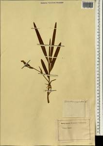 Gladiolus undulatus L., Африка (AFR) (Неизвестно)