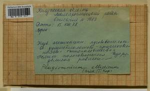 Plagiomnium ellipticum (Brid.) T.J. Kop., Гербарий мохообразных, Мхи - Центральное Нечерноземье (B6) (Россия)