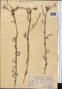 Кузиния ложномягкая C. Winkl., Средняя Азия и Казахстан, Западный Тянь-Шань и Каратау (M3) (Казахстан)