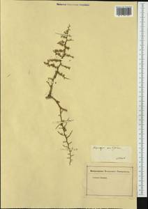 Asparagus acutifolius L., Западная Европа (EUR) (Хорватия)