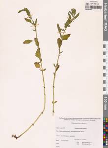 Марь белая L., Сибирь, Чукотка и Камчатка (S7) (Россия)