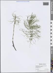 Хвощ полевой L., Восточная Европа, Северо-Западный район (E2) (Россия)