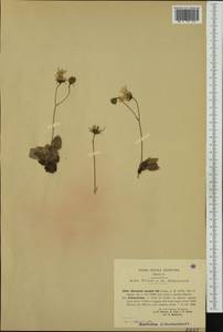 Hieracium saxatile Jacq., Западная Европа (EUR) (Италия)