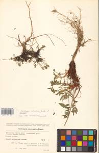 Остролодочник охотский Bunge, Сибирь, Чукотка и Камчатка (S7) (Россия)