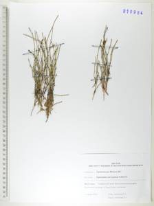 Хвощ пестрый Schleich. ex F.Weber & D.Mohr, Сибирь, Дальний Восток (S6) (Россия)