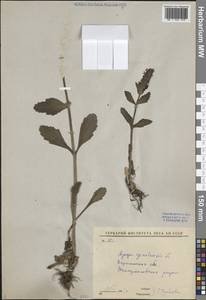 Живучка женевская L., Восточная Европа, Центральный лесостепной район (E6) (Россия)