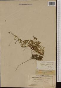 Cochlearia pyrenaica DC., Западная Европа (EUR) (Франция)