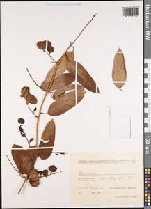 Диоскорея, Зарубежная Азия (ASIA) (Вьетнам)