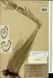 Овсяница волжская P.A.Smirn., Восточная Европа, Средневолжский район (E8) (Россия)