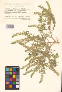 Бурачок туркестанский Regel & Schmalh. ex Regel, Восточная Европа, Нижневолжский район (E9) (Россия)