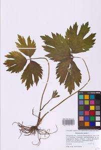 Лютик ползучий L., Восточная Европа, Московская область и Москва (E4a) (Россия)