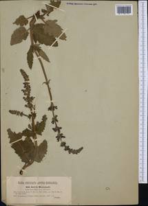 Salvia pratensis subsp. bertolonii (Vis.) Soó, Западная Европа (EUR) (Словения)