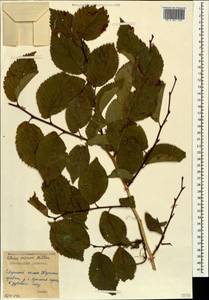 Вяз малый Mill., Кавказ, Северная Осетия, Ингушетия и Чечня (K1c) (Россия)