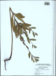 Oenothera × rubricaulis Kleb., Восточная Европа, Центральный район (E4) (Россия)
