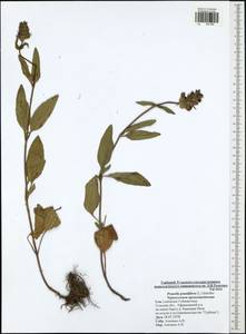 Черноголовка крупноцветковая (L.) Scholler, Восточная Европа, Центральный район (E4) (Россия)
