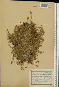 Ясколка альпийская L., Восточная Европа, Северный район (E1) (Россия)