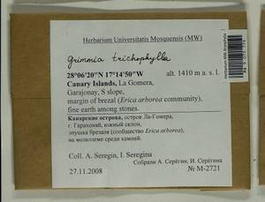 Grimmia trichophylla Grev., Гербарий мохообразных, Мхи - Макаронезия (BMc) (Испания)