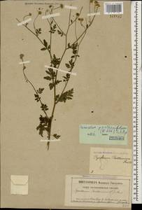 Tanacetum partheniifolium (Willd.) Sch. Bip., Кавказ, Северная Осетия, Ингушетия и Чечня (K1c) (Россия)