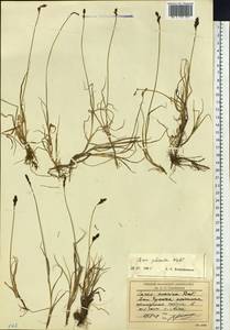 Осока галечная Schkuhr ex Wahlenb., Сибирь, Чукотка и Камчатка (S7) (Россия)