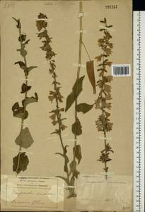 Колокольчик болонский L., Восточная Европа, Центральный лесостепной район (E6) (Россия)