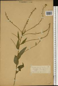 Свербига восточная L., Восточная Европа, Центральный район (E4) (Россия)