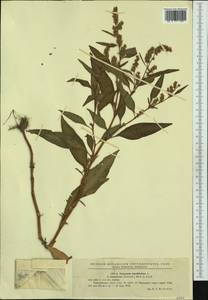 Persicaria lapathifolia subsp. pallida (With.) S. Ekman & Knutsson, Западная Европа (EUR) (Румыния)