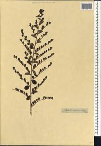 Flueggea verrucosa (Thunb.) G.L.Webster, Африка (AFR) (ЮАР)