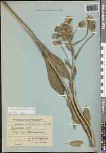 Крестовник Коленати C.A.Mey., Кавказ, Грузия (K4) (Грузия)