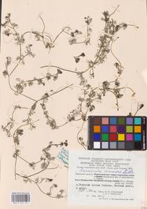 Водяной лютик завитой, Шелковник завитой Sibth., Восточная Европа, Центральный район (E4) (Россия)