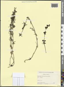 Подмаренник настоящий L., Кавказ, Дагестан (K2) (Россия)