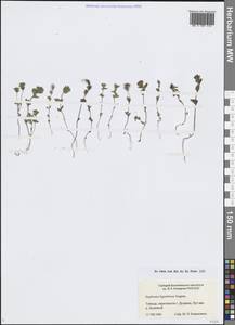 Очанка северная Joerger, Сибирь, Центральная Сибирь (S3) (Россия)