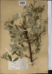 Лох узколистный, Лох обыкновенный L., Средняя Азия и Казахстан, Прикаспийский Устюрт и Северное Приаралье (M8) (Казахстан)