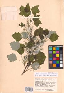 Populus × canescens (Aiton) Sm., Восточная Европа, Московская область и Москва (E4a) (Россия)