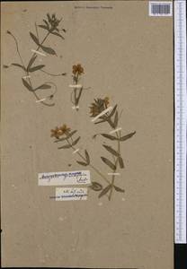 Lysimachia monelli subsp. linifolia (L.) Peruzzi, Ботанические сады и дендрарии (GARD)