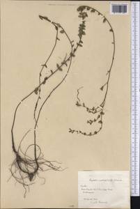 Cuphea melanium (L.) R. Br. ex Steud., Америка (AMER) (Куба)