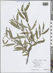 Ива остролистная, Верба Willd., Восточная Европа, Центральный лесной район (E5) (Россия)