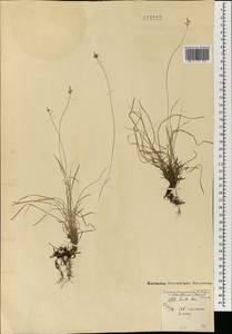 Осока амгунская F.Schmidt, Монголия (MONG) (Монголия)