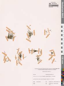 Лютик распростертый, Лютик стелющийся L., Сибирь, Якутия (S5) (Россия)