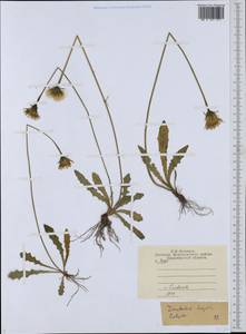 Кульбаба шершаволистная L., Восточная Европа, Центральный район (E4) (Россия)