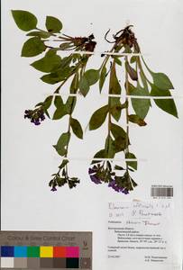 Pulmonaria officinalis L., Восточная Европа, Центральный лесостепной район (E6) (Россия)