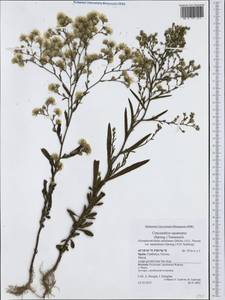 Symphyotrichum squamatum (Spreng.) G. L. Nesom, Западная Европа (EUR) (Испания)
